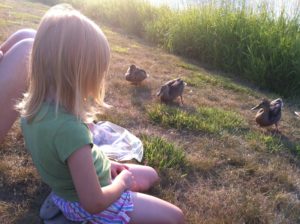 Wild ducks like treats, too