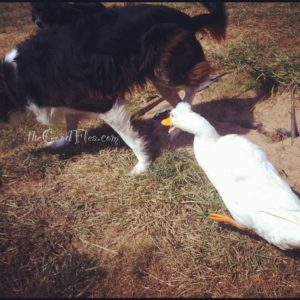 Bad duck! Leave the dog alone!