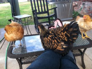 On the back porch with the chickens