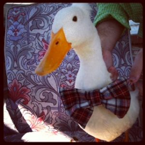 Jimmy the duck ROCKS a bow tie. Naturally.