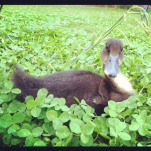 Petey Pye Cuteness!