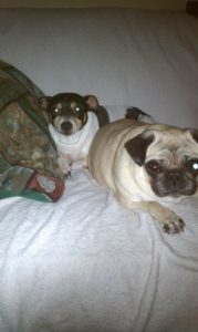Rat terrier and Pug