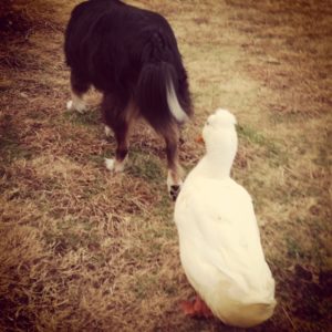 A dog and his duck