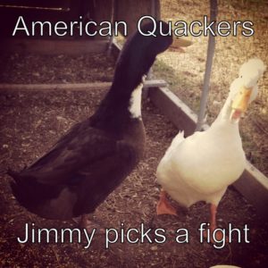 This week on American Quackers, Jimmy picks a fight
