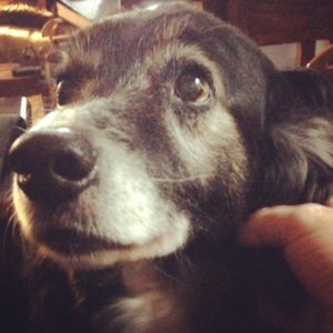 Old Aussie
