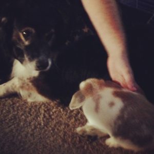 Holland Lop and dog
