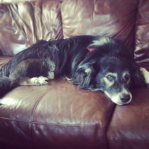 Another tired dog