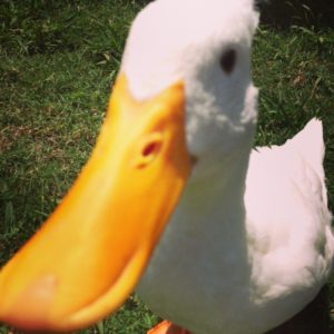 Handsome white duck