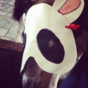 Dog in a panda mask