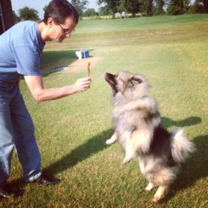 Keeshond begs for a Steer Stick from Jones.