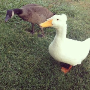 Best friends - a duck and a goose