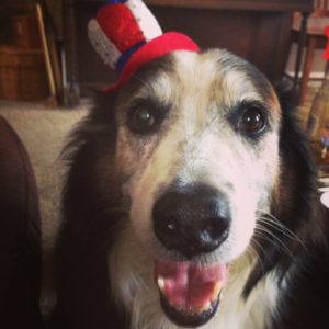 Independence Day dog