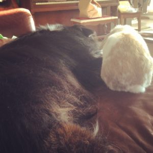 Aussie mix and Holland Lop