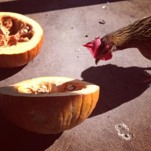 Chicken and pumpkin