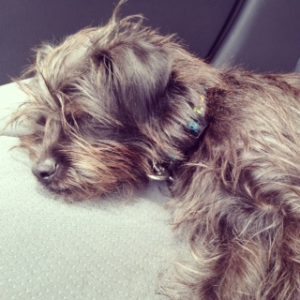 Sleepy Affenpinscher