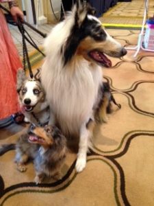 Amazing dog trio at Blog Paws