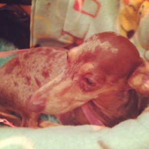 Gretel the Dachshund