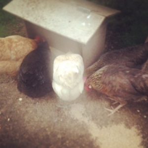 Hens feeding