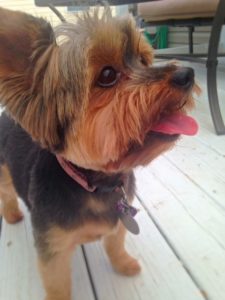 Cute Yorkie begs for an all natural Rib Roller from Jones Natural Chews