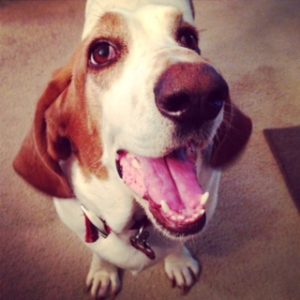 Smiling Basset/Beagle