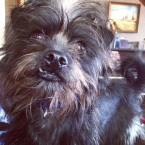 Affenpinscher doesn't shed, but he does  need to be hand stripped periodically