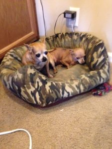Cajun Chihuahuas