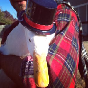 Jimmy the Thanksgiving duck
