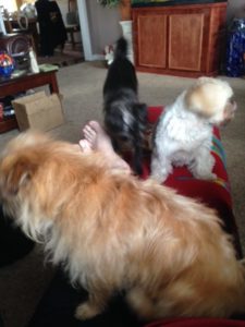 Three small dogs, fighting for lap space