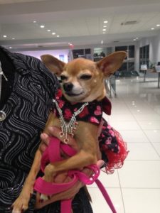 Chihuahua in evening wear