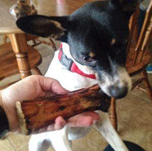 Rat Terrier checks out the Shank Bone