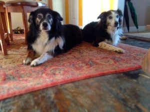 How cancer effects my senior dogs