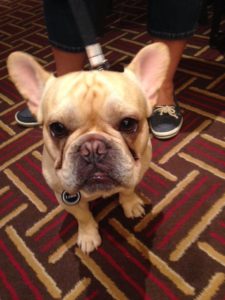 Louie the French Dog at BlogPaws