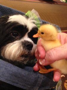 Kona and the Blog Paws duckling