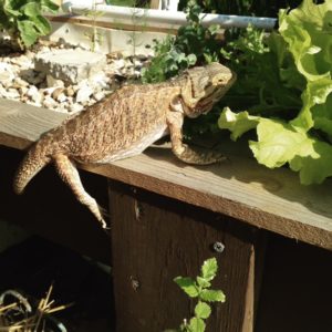 Bearded dragons love choosing their own salad for supper