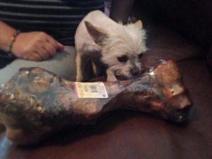 The Dino Bone is a wee bit big for this diminutive pooch.