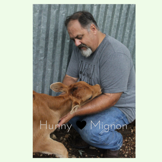 Hunny and Mignon, the dairy Calf